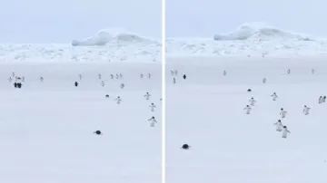 penguin viral video- India TV Hindi