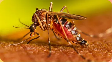 dengue_symptoms- India TV Hindi