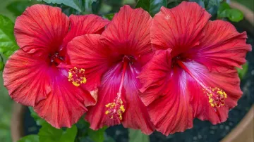 hibiscus flower- India TV Hindi