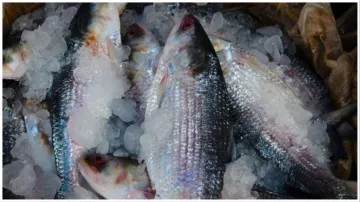 Hilsa Fish Big decision of Bangladesh government before Navratri 4000 tons of Hilsa fish will be exp- India TV Hindi