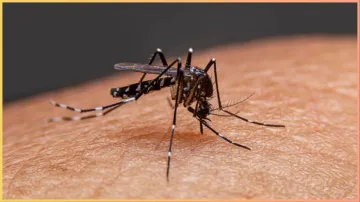 tips to prevent dengue malaria - India TV Hindi