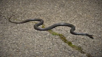 snake bite- India TV Hindi