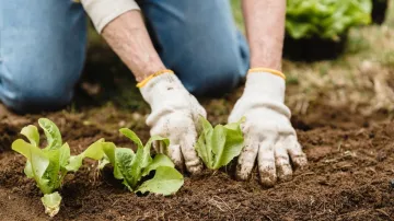 Vegetable Research, Food Research, Fruit Research- India TV Hindi