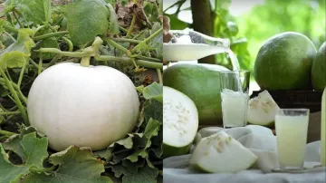 White pumpkin juice for diabetes- India TV Hindi