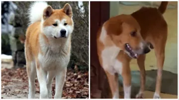 Hachiko a dog's tale STORY seen in Kerala the dog is still waiting for the deceased owner outside th- India TV Hindi