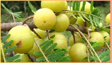 amla benefits - India TV Hindi