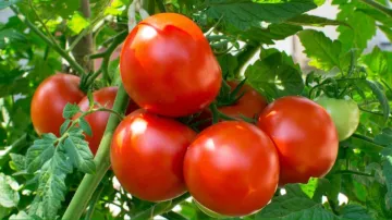 tomato in high uric acid- India TV Hindi