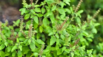 tulsi leaf benefits- India TV Hindi