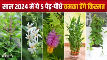 Lucky Plants Year 2024- India TV Hindi