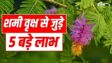 Shaniwar Shami Plant Upay- India TV Hindi