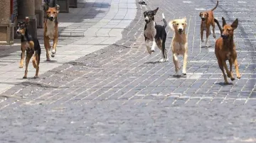 stray dogs- India TV Hindi
