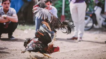 Cockfights, cockfights makar sankranti, PETA, PETA cockfights- India TV Hindi