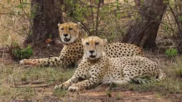 Cheetah cub born, Namibian cheetah, Jwala cheetah, Kuno National Park- India TV Hindi