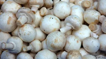 Mushrooms health benefits- India TV Hindi