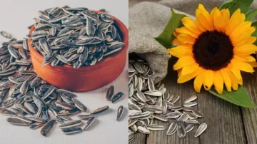 Health Benefits Of Sunflower Seeds- India TV Hindi