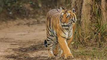 टाइगर की सांकेतिक फोटो- India TV Hindi