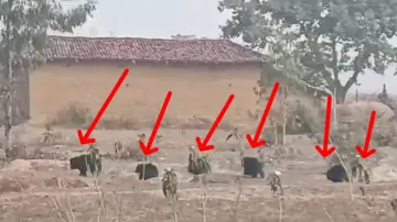 रिहायशी इलाके में घूमते दिखे भालू- India TV Hindi