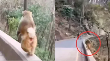 दौड़ते हुए दिखा बंदर- India TV Hindi