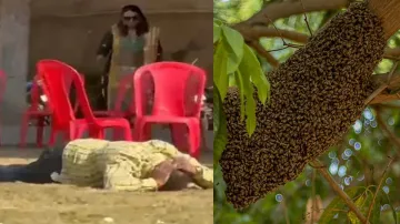 Bees- India TV Hindi