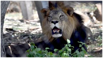 Tirupati Zoo lion attacks on Rajasthani man in andhra pradesh youth dies in - India TV Hindi