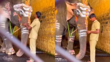 दोस्त को मनाता हुआ दिखा हाथी।- India TV Hindi
