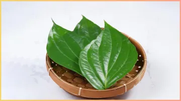 Betel Leaves benefits- India TV Hindi