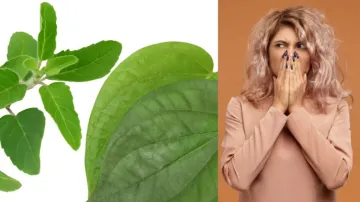 Betel Leaves Basil Seeds:- India TV Hindi