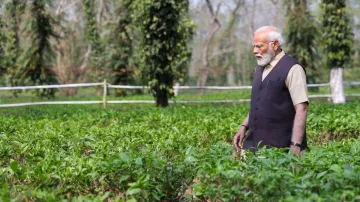 चाय की बगान में पहुंचे PM मोदी।- India TV Hindi