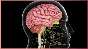 how to keep nervous system healthy - India TV Hindi