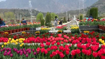 Tulip Garden- India TV Hindi