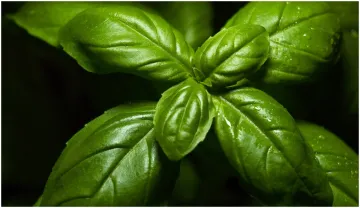 Basil leaves health benefits- India TV Hindi