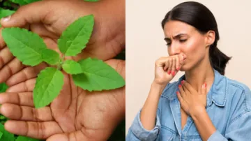 Basil leaves in cold and cough- India TV Hindi