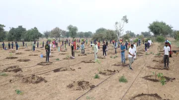 tree plantation- India TV Hindi