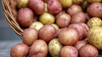 Potato Price, Potato Price Agra, Potato Price Shot Dead, Potato Price Gun Shot- India TV Hindi