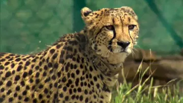 Namibian male cheetah pawan dies at Kuno Park - India TV Hindi