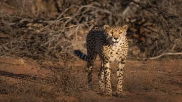 Namibia leopard- India TV Hindi