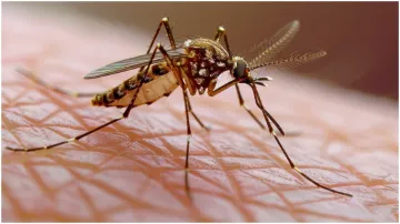 Symptoms of newly mutated Chikungunya virus- India TV Hindi