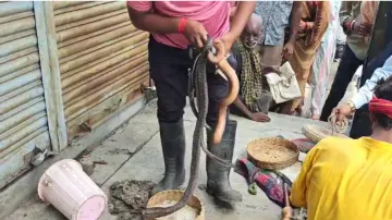 Snake- India TV Hindi