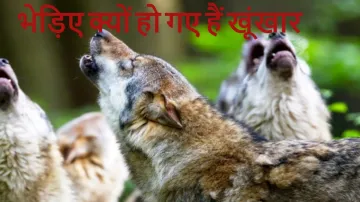 behraich wolves- India TV Hindi