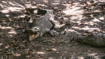 Telangana, Telangana News, Telangana Truck Crocodile- India TV Hindi