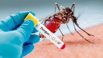 dengue cases- India TV Hindi