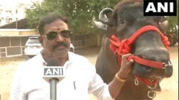 buffalo weight 2 tons was brought to Hyderabad Sadar Festival he eats dry fruits- India TV Hindi