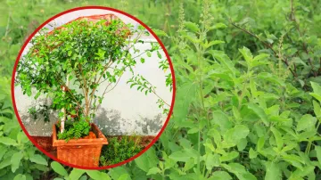 Tulsi Winter Care Tips- India TV Hindi