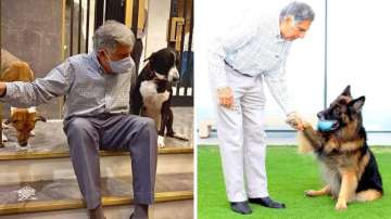 Ratan Tata Death Anniversary: बॉस हो तो रतन टाटा जैसा! शांतनु और डॉग गोवा- टीटो को बनाया अपनी विरासत का हिस्सा, तीनों कहां हैं अब? - India TV Hindi