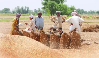 देश में नहीं होगी गेहूं की कमी, 2015-16 में उत्‍पादन पिछले वर्ष से अधिक रहने की उम्मीद- India TV Paisa