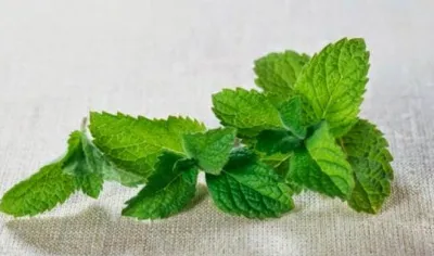 mint leaves- India TV Hindi