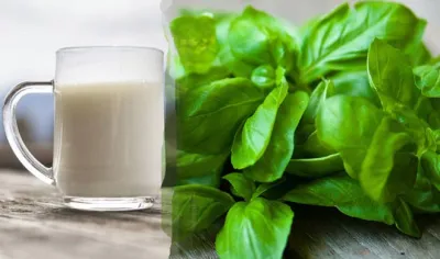 milk and basil- India TV Hindi