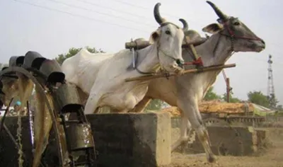 अब बैलों की मदद से बिजली बनाने की तैयारी में है बाबा रामदेव की कंपनी पतंजलि, बुल पावर पर डेढ़ साल से चल रहा है शोध- India TV Paisa