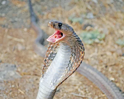 most poisonous snakes- India TV Hindi