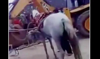 Horse- India TV Hindi